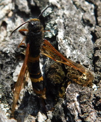 Tremex fuscicornis
