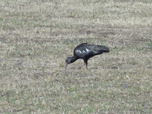 Wattled Ibis
