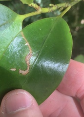 Peristoreus discoideus