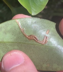 Peristoreus discoideus