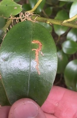 Peristoreus discoideus