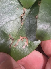 Peristoreus discoideus