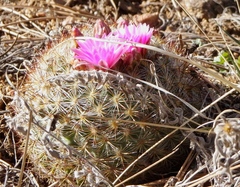 Pediocactus simpsonii