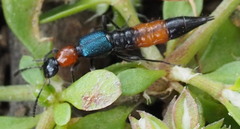 Paederus cruenticollis