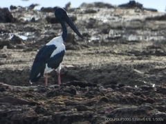 Ephippiorhynchus asiaticus