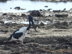 Ephippiorhynchus asiaticus