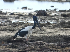 Ephippiorhynchus asiaticus