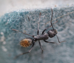 Camponotus aeneopilosus