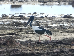 Ephippiorhynchus asiaticus