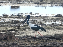 Ephippiorhynchus asiaticus