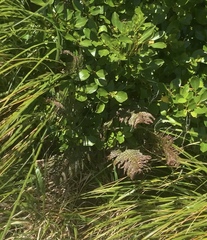 Polystichum vestitum