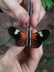 Heliconius erato emma