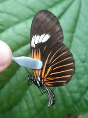 Heliconius erato emma