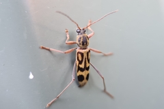 Chlorophorus annularis