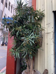 Dracaena angustifolia