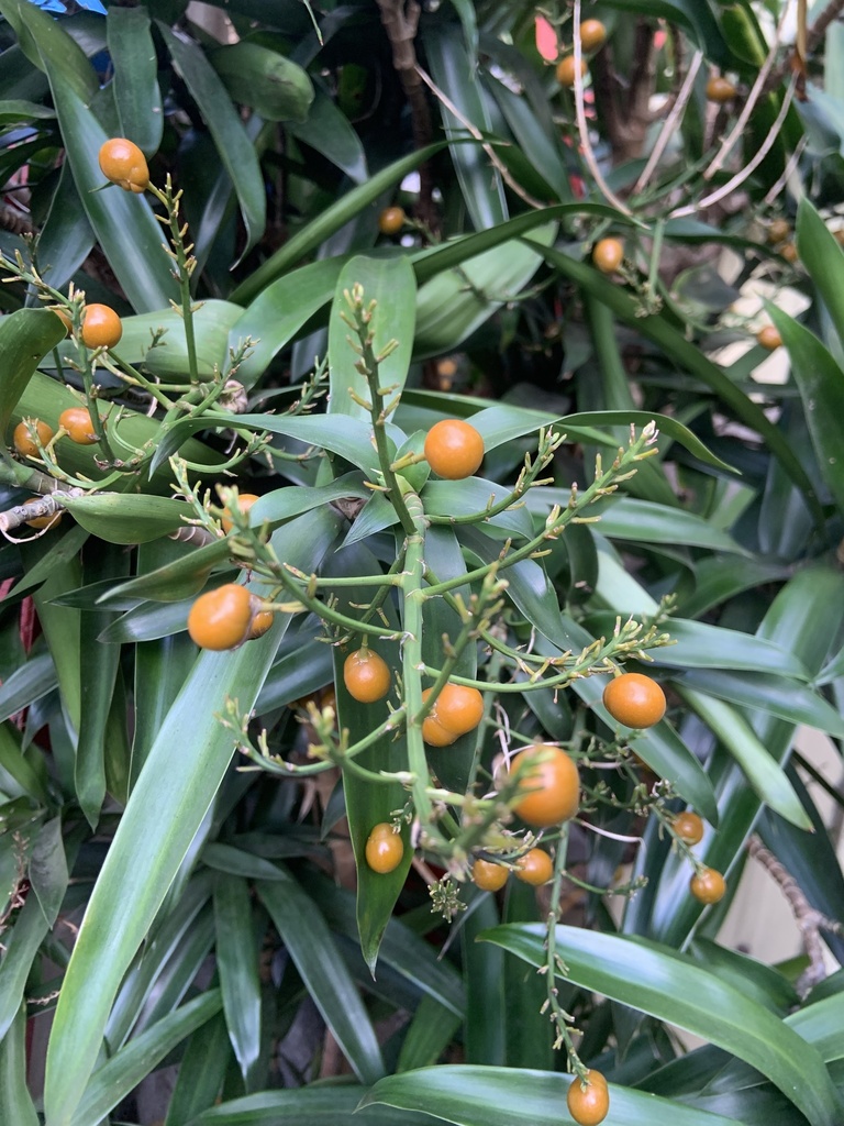 Suji (Dracaena angustifolia)  iNaturalist