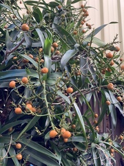 Dracaena angustifolia