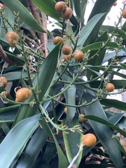 Dracaena angustifolia