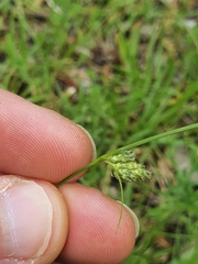 Carex inversa