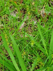 Carex inversa