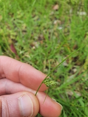 Carex inversa