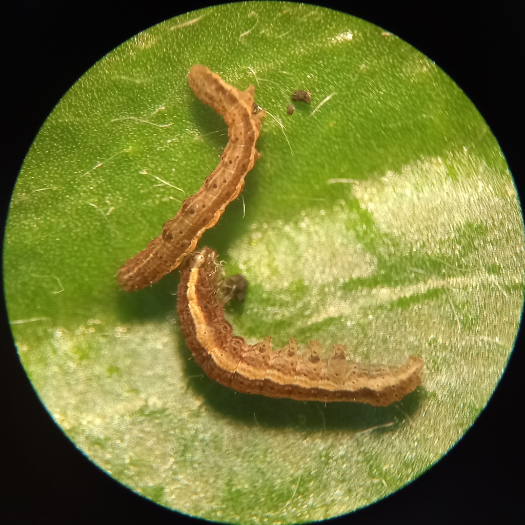 Lesser Yellow Lesser Yellow Underwing from Escola Secundária José Gomes Ferreira on ...