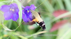 Macroglossum bombylans