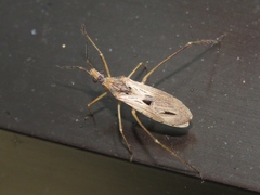 Narvesus carolinensis