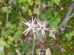 Silene scouleri