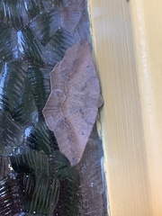 Prochoerodes forficaria