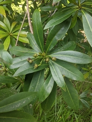 Xanthostemon