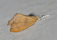 Glaphyriinae