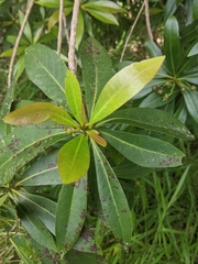 Xanthostemon