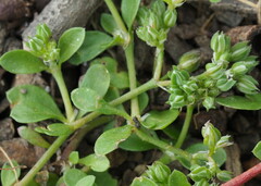 Polycarpon tetraphyllum