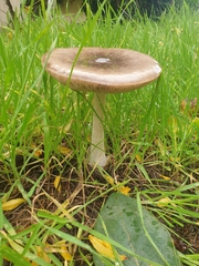 Volvopluteus gloiocephalus