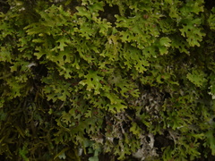 Pseudocyphellaria