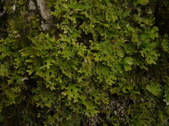 Pseudocyphellaria
