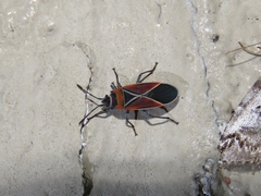 Neacoryphus bicrucis