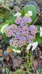 Hydrangea macrophylla