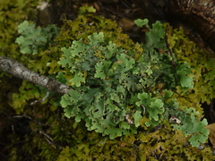 Lobariaceae