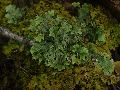 Lobariaceae