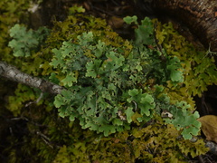 Lobariaceae