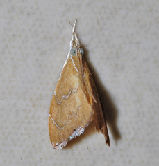 Glaphyriinae