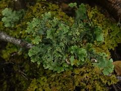 Lobariaceae