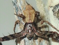 Stephanopis barbipes