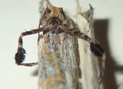 Stephanopis barbipes