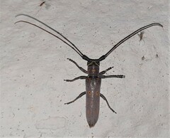 Prosopocera wahlbergi