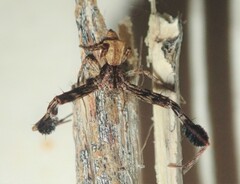 Stephanopis barbipes