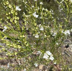 Prostanthera nivea
