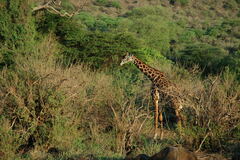 Giraffa camelopardalis